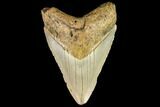 Fossil Megalodon Tooth - North Carolina #109861-1
